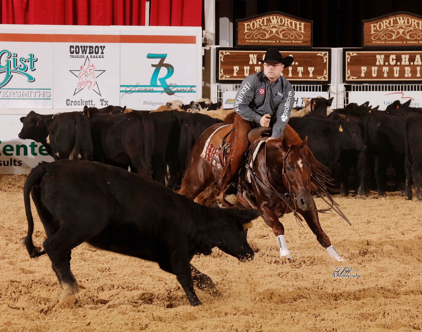 Cutting horse and rider working cattle