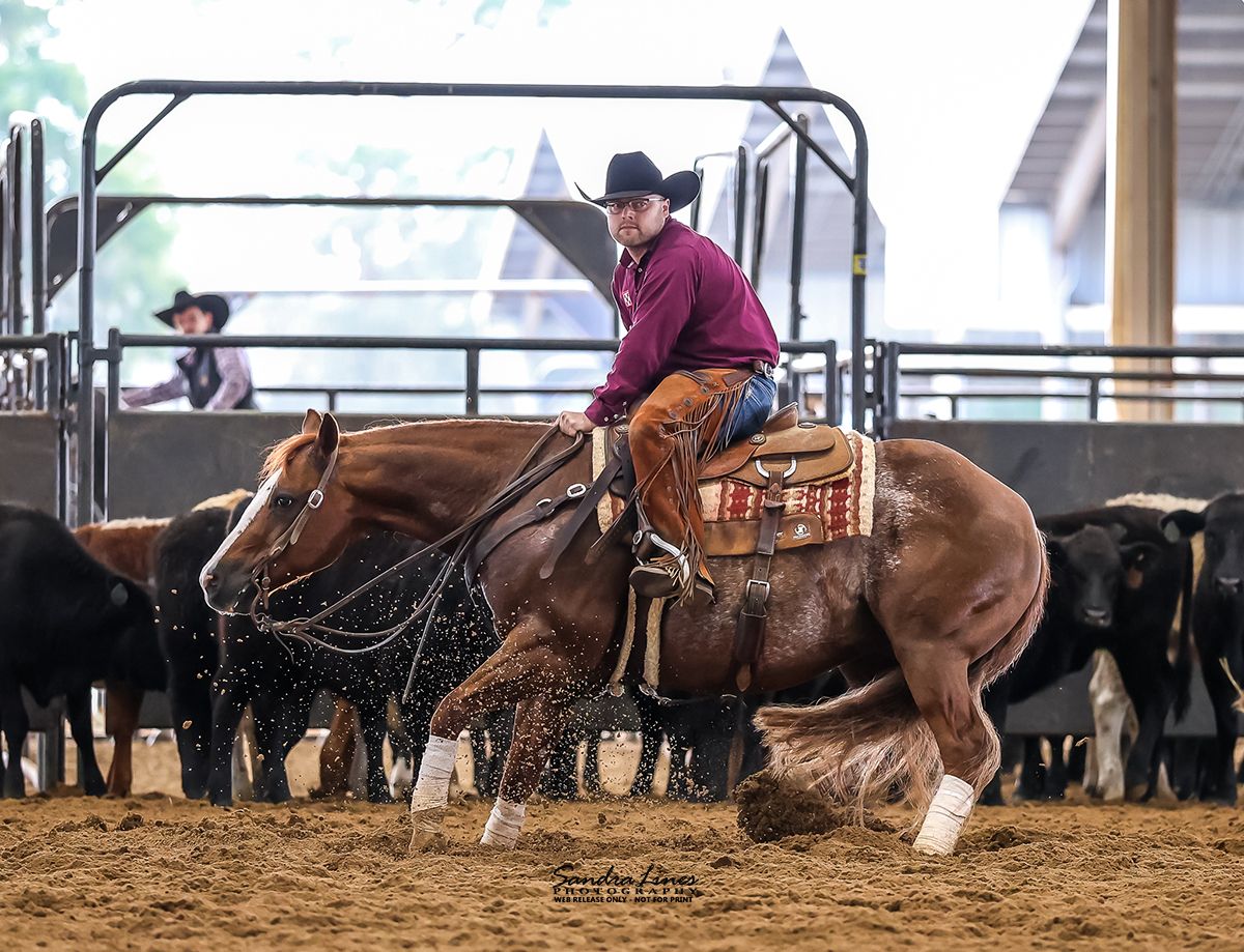 Cutting horse action shot