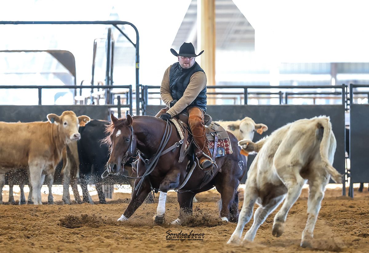Cutting horse working a cow